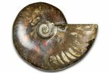 Polished Red Flash Ammonite (Cleoniceras) Fossil - Madagascar #367714-1